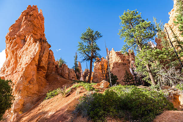 istock Bryce Canyon National Park, Utah, USA 530501514