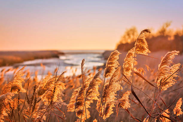 Marram Grass  Marram Grass the sun shining on in the front, behind the mouth of the river Soca into Adriatic Sea and Sunset. marram grass stock pictures, royalty-free photos & images