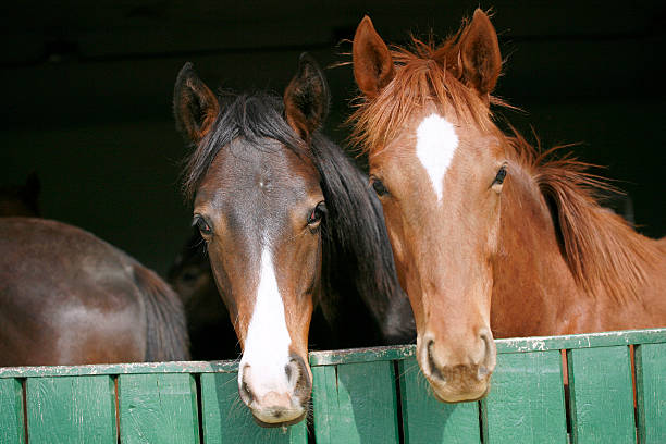 istock Two youngsters in the barn 530502559