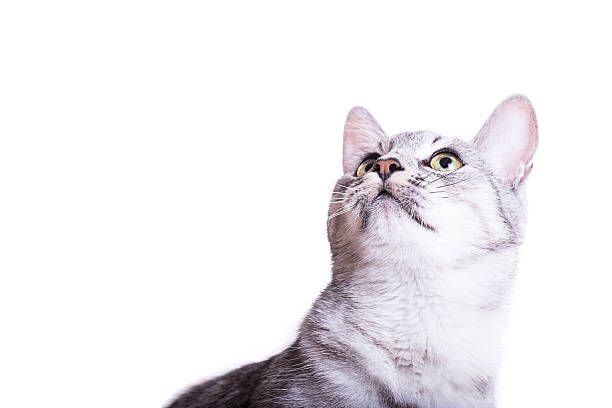 istock gray tabby striped cat plays 530502751