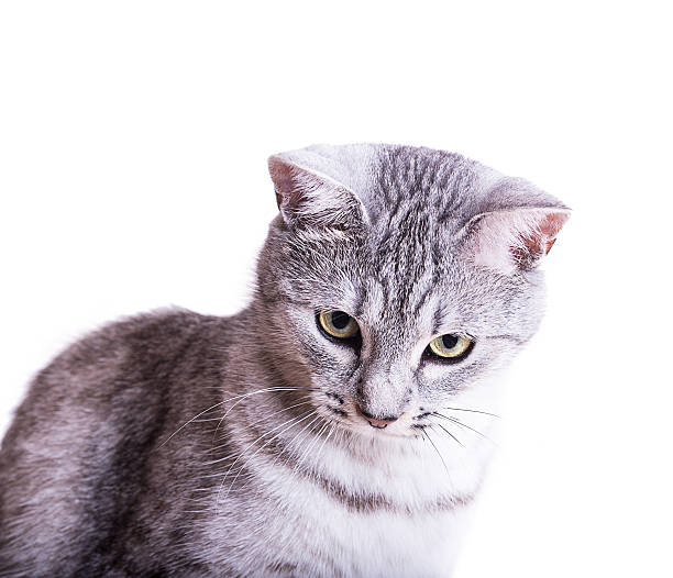 istock gray tabby striped cat plays 530502797