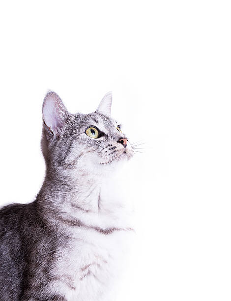 gray tabby striped cat plays