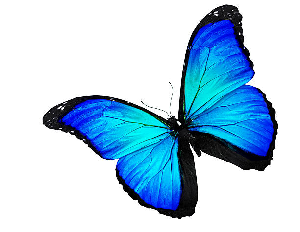 istock Blue butterfly flying, isolated on white 530502949