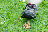 Dog poop in the grass