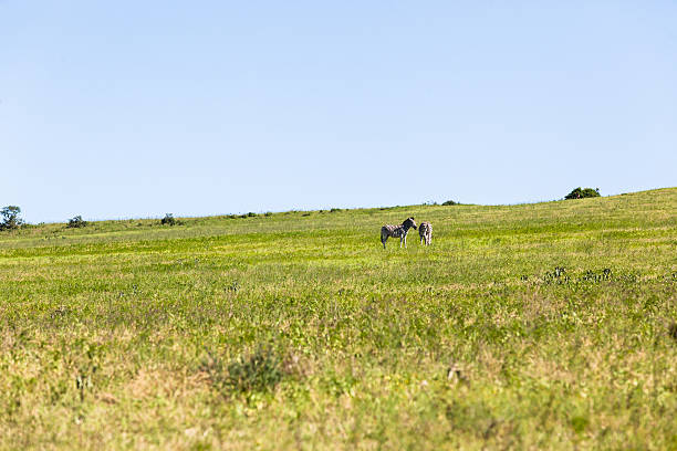 istock Zebra Landscape Wildlife 530503439