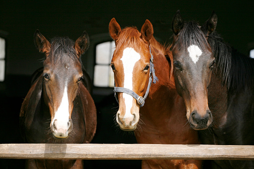 Beautiful chetsnut bay purebred horses portrait