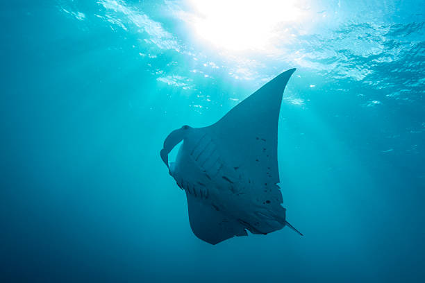 istock Manta Ray - Palau, Micronesia 530503660