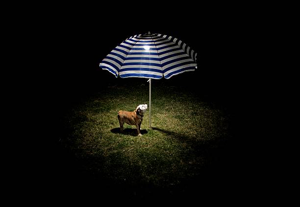 An English Bulldog puppy under the light below a beach umbrella.