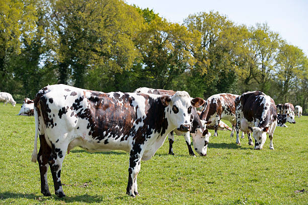 Herd of cows at summer green field France Normandy
