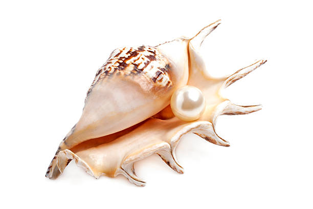 istock Seashell with pearl isolated on white background 530503711