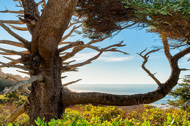 istock Tree Framed View Of Ocean scene on Oregon Coast 530503841