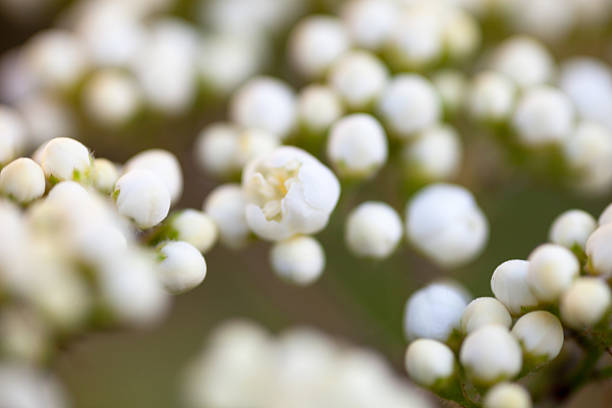 istock Tiny buds of rowan white flowers 530504385