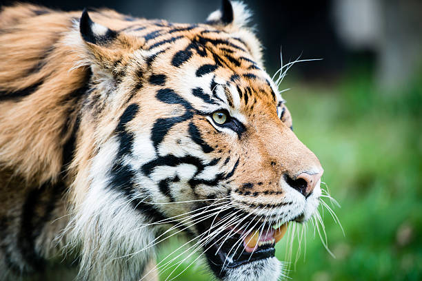 istock Encounter with Sumatran tiger roaming in the wild 530504487