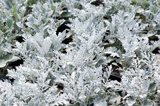Many Dusty Miller plants for sale at a plant nursery.