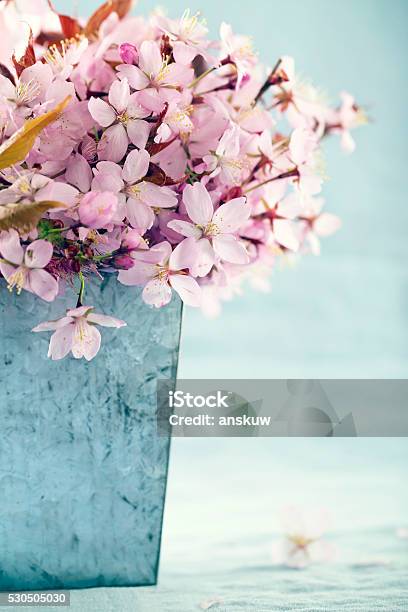 Cherry Tree Flowers Stock Photo - Download Image Now - Arrangement, Blossom, Blue