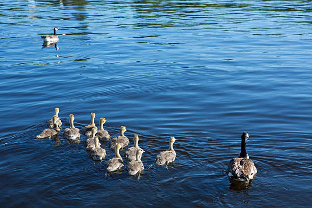 kanada gęsi i gosslings na wascana jezioro w regina, saskatchewan - wascana lake zdjęcia i obrazy z banku zdjęć