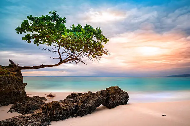 Exotic seascape with sea grape tree leaning above a rocky Caribbean beach at sunset, in Cayo Levantado, Dominican Republic