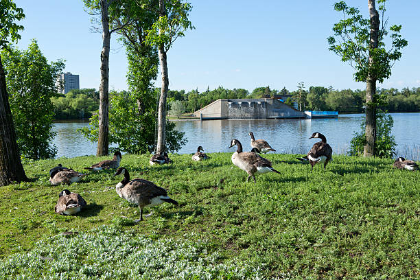 kanada gęsi na wascana jezioro i szerokie street bridge wodospad - wascana lake zdjęcia i obrazy z banku zdjęć