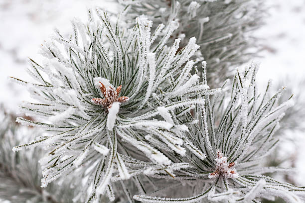 istock Coniferous branches covered with hoarfrost 530506403