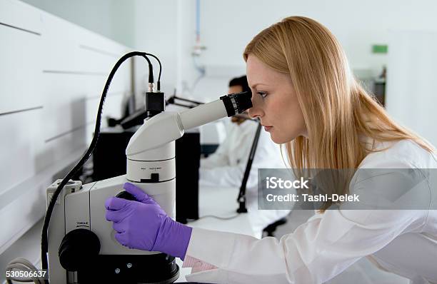 Weibliche Wissenschaftler Schaut In Mikroskop Stockfoto und mehr Bilder von Analysieren - Analysieren, Apotheke, Apothekerberuf