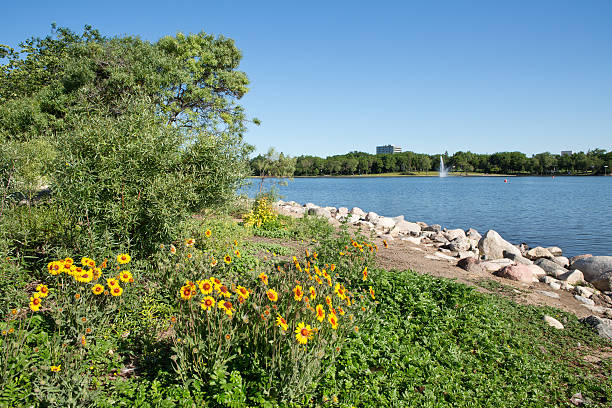 wascana jezioro w regina z fontanną i żółte kwiaty - wascana lake zdjęcia i obrazy z banku zdjęć