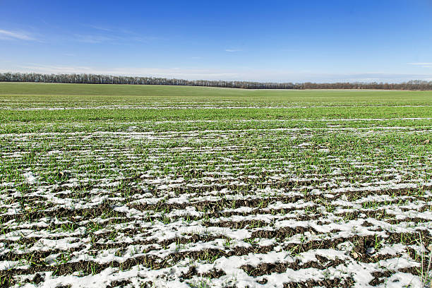 istock Field winter wheat under snow 530506811