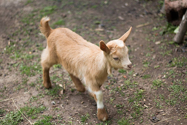 istock Little cute goatling 530507250