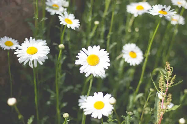 Photo of Beautiful white flowers