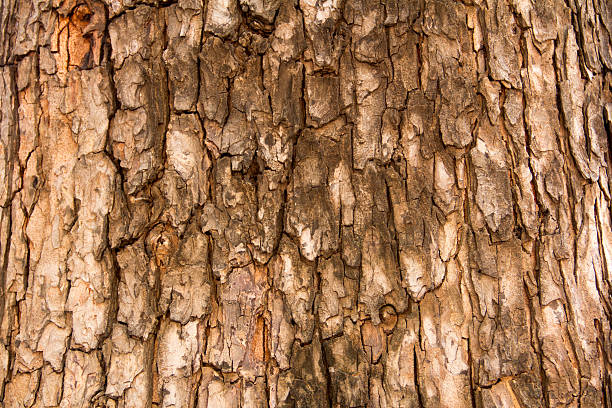 Textura da Casca de Árvore - fotografia de stock