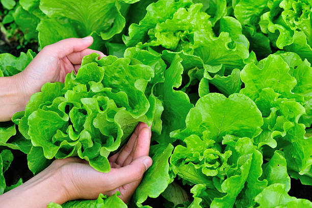 istock lettuce plants in garden 530508685