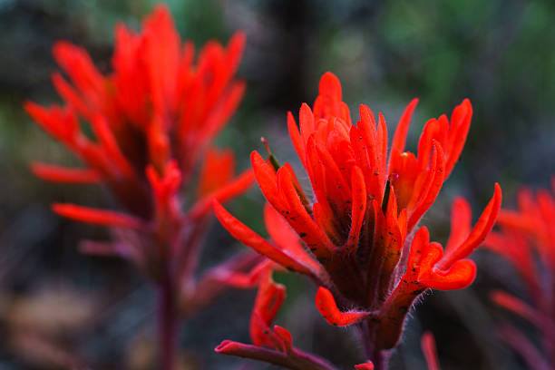 rouge pinceau de fleurs désert - indian paintbrush photos et images de collection