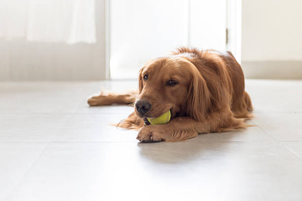istock Indoor shooting Golden Retriever 530509526