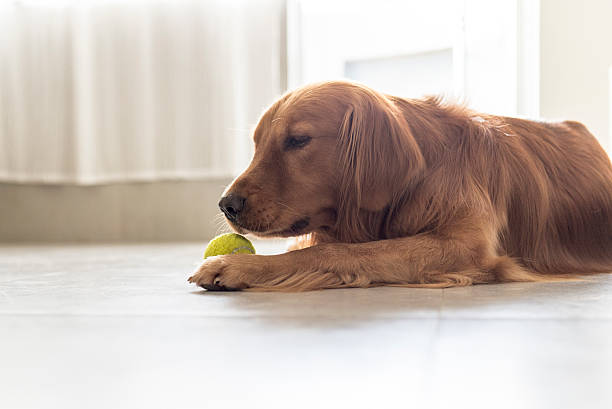 istock Indoor shooting Golden Retriever 530509534