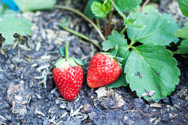 istock fresh strawberry fruit with green leaves 530509535