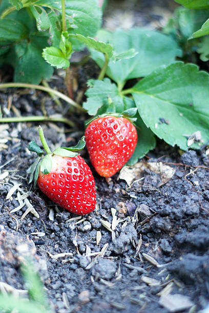 istock fresh strawberry fruit with green leaves 530509543