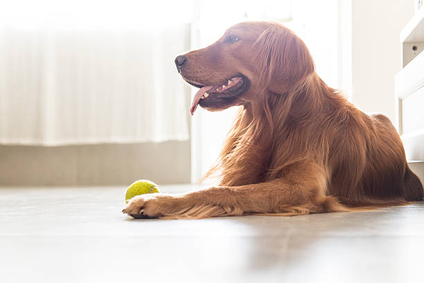 istock Indoor shooting Golden Retriever 530509566