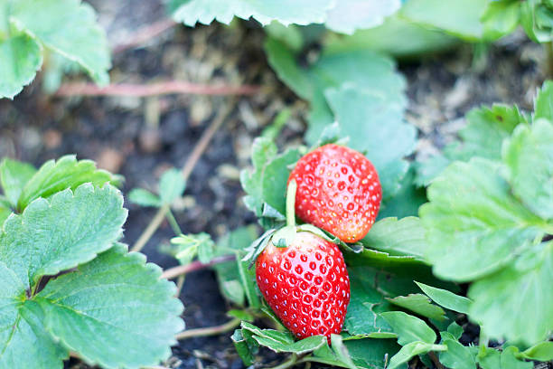 istock fresh strawberry fruit with green leaves 530509573