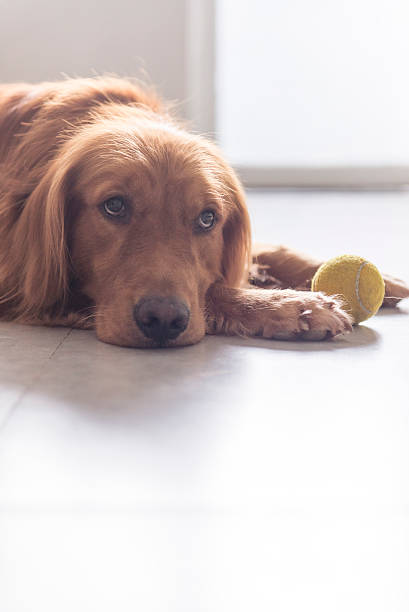 istock Indoor shooting Golden Retriever 530509588