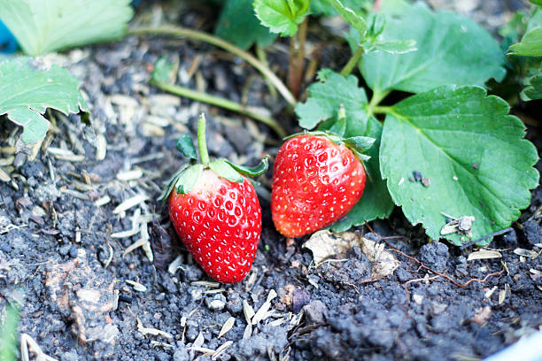 istock fresh strawberry fruit with green leaves 530509589