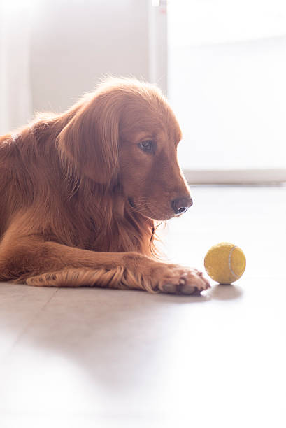 istock Indoor shooting Golden Retriever 530509602