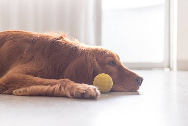 istock Indoor shooting Golden Retriever 530509622