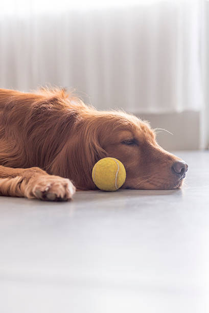 istock Indoor shooting Golden Retriever 530509642