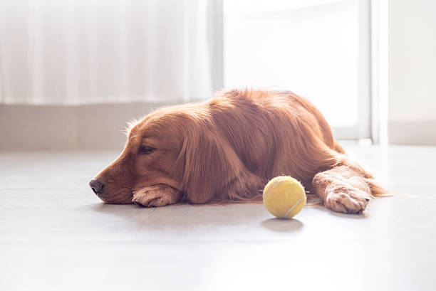 istock Indoor shooting Golden Retriever 530509652