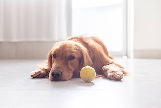 istock Indoor shooting Golden Retriever 530509672