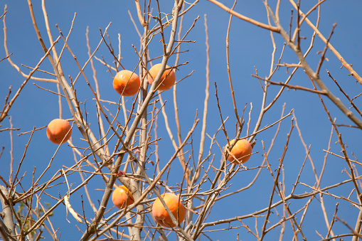 Persimmon, fruits, arange, tree