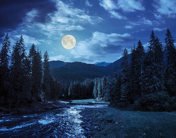 istock Mountain river in pine forest at night 530509909