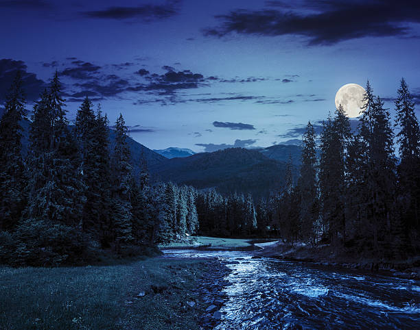 istock Mountain river in pine forest at night 530509913