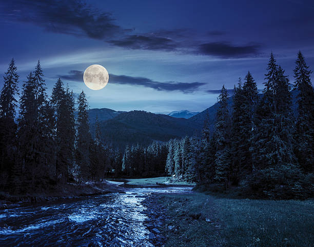 istock Mountain river in pine forest at night 530509917