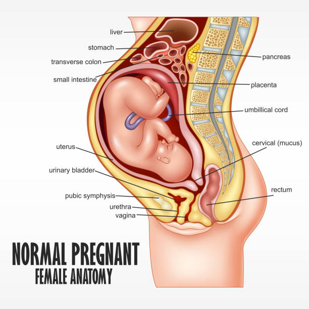 illustrazioni stock, clip art, cartoni animati e icone di tendenza di normale incinta femmina anatomia - biomedical illustration