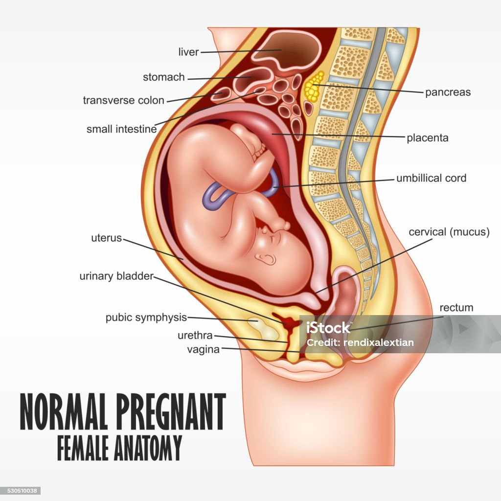 Normal Pregnant female anatomy Vector Illustration Of Normal Pregnant female anatomy Pregnant stock vector